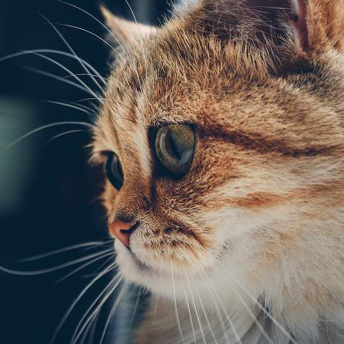 Photo #6211411