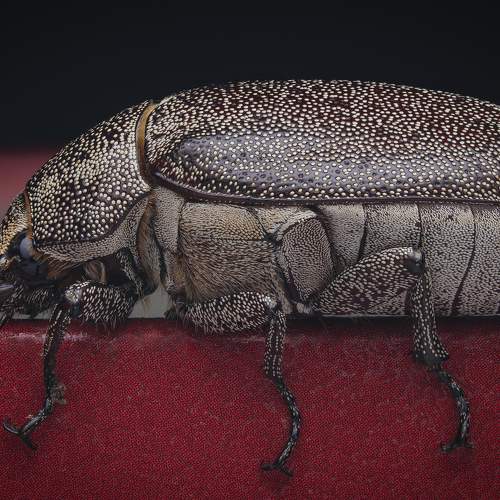 Photo #6212065