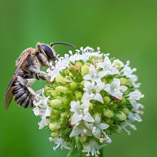 Bee Species