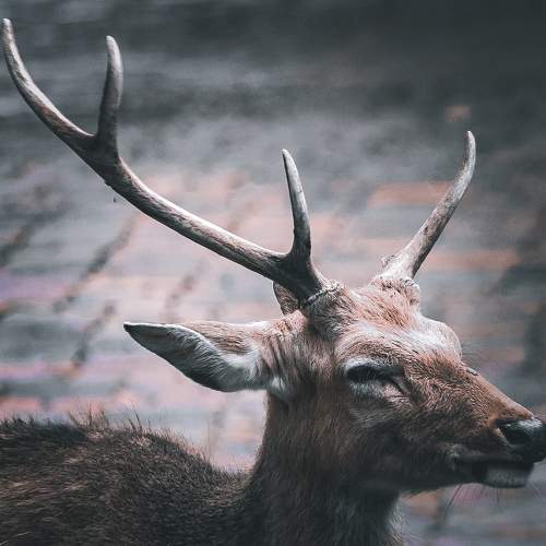 Photo #6213004