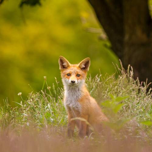 Fox mood