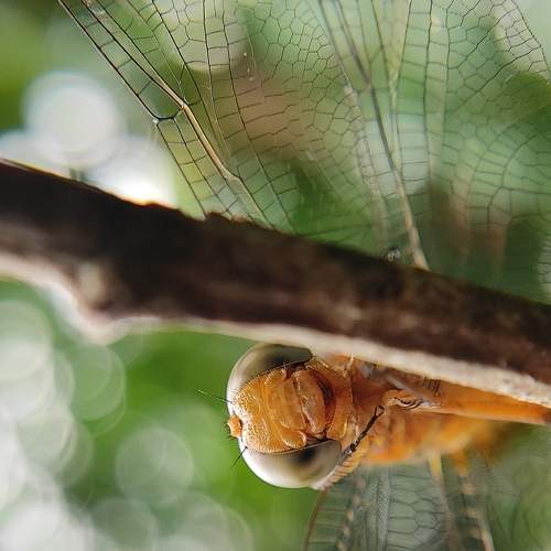Photo #6214171