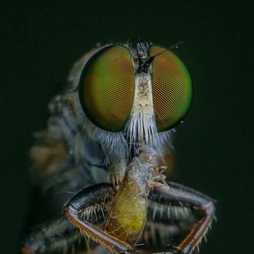 Photo #6214500