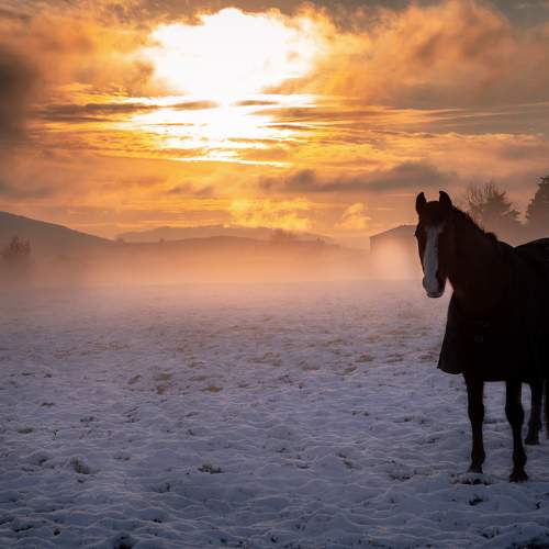 Horse