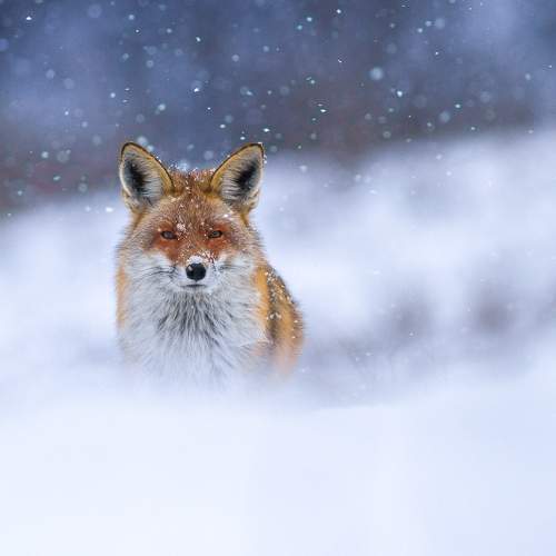 Cold look