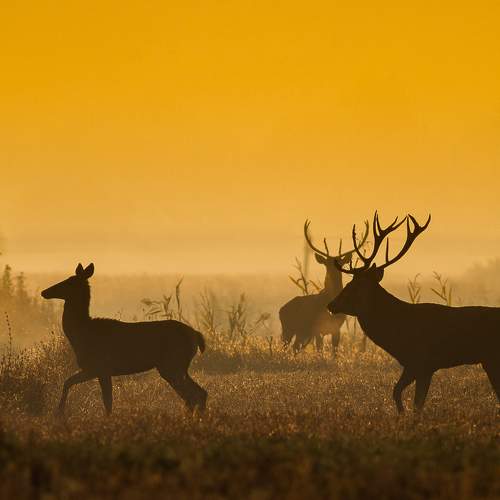 Dawn game