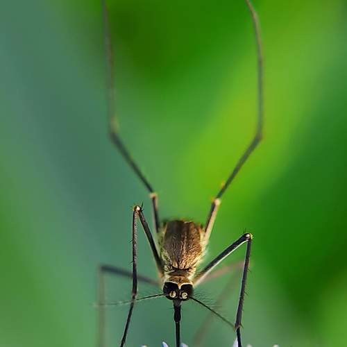Mosquito Look
