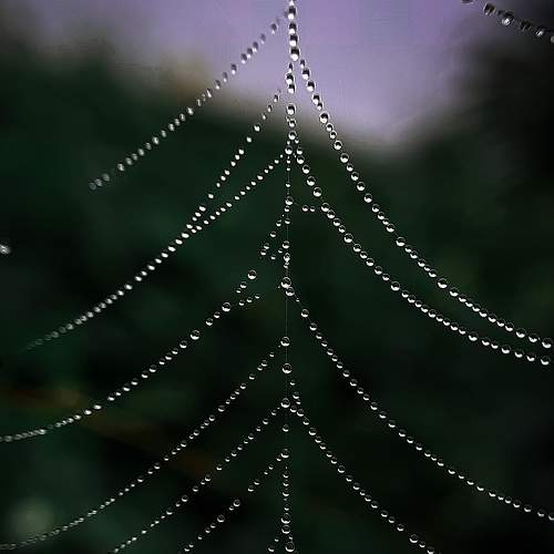 Dew on spider web