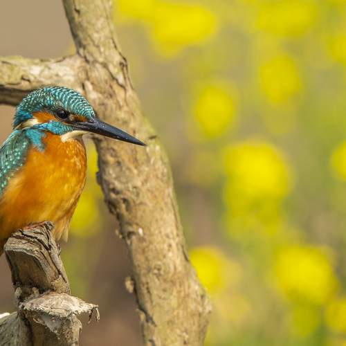 Common Kingfisher