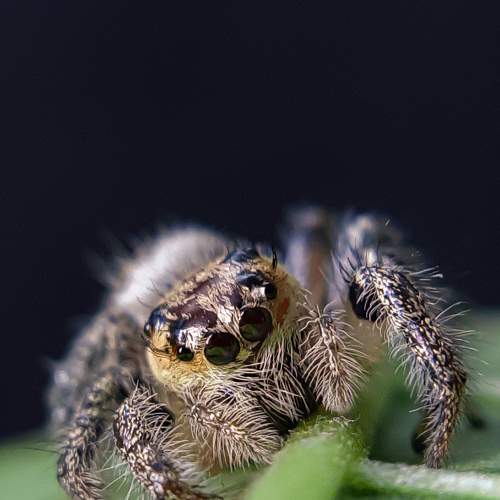 Jumping Spider.