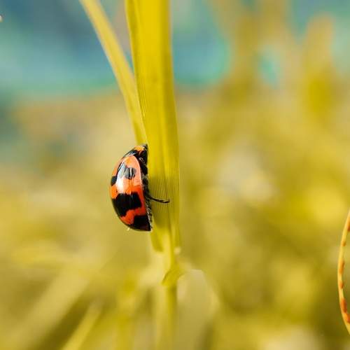 A beautiful lady bug