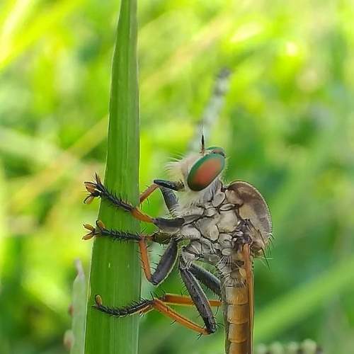 Flies
