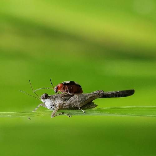 Photo #6220950