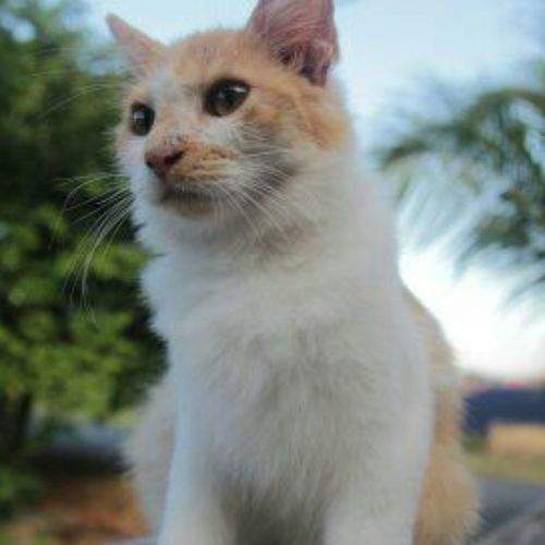 The cat