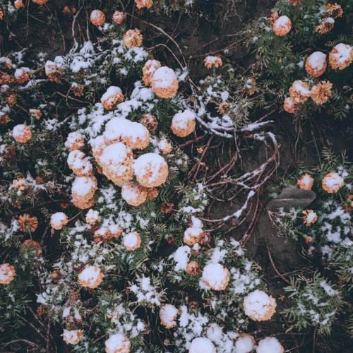 Snow ❄