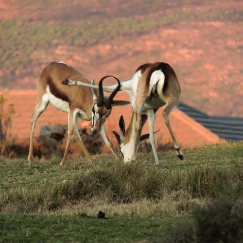 2 Springbucks fighting/playing.