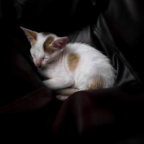 Photo #6225334