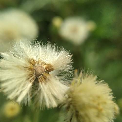 Dandelion