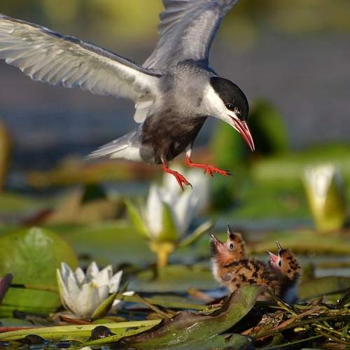 Photo #6227059