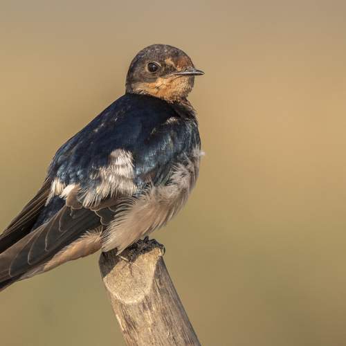 Barn Swallow