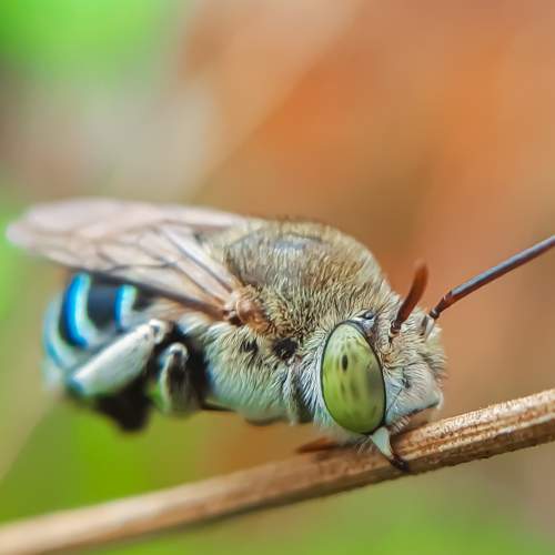 Bee.