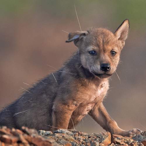 Indian wolf pup