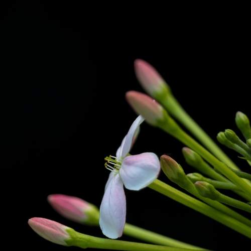 Macro Madhu malti