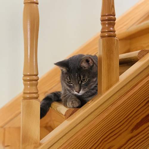 Photo #6234169