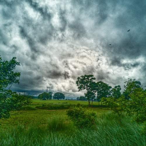 Cloudygrass