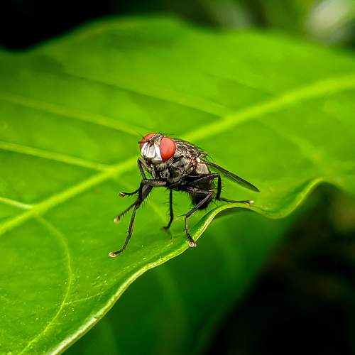 CLUSTER FLY - FEMALE