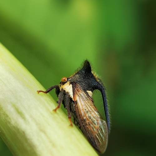 Horned tree hopper