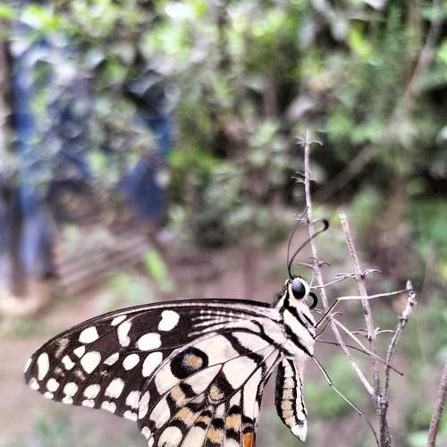 Photo #6241884