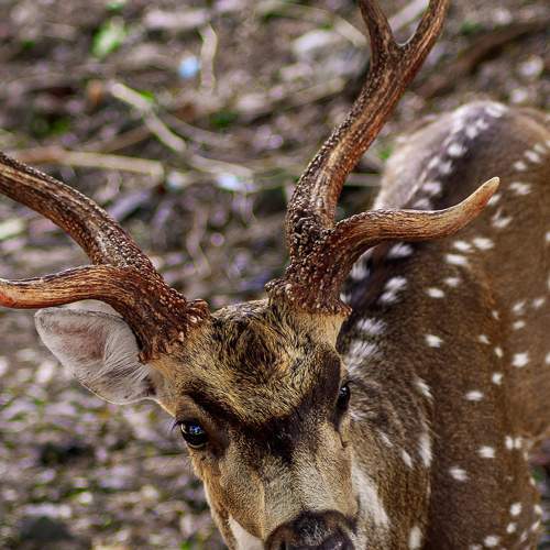 Photo #6242272