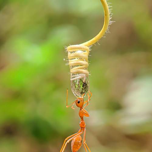 Thirsty Ant