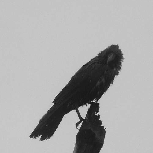 Common Raven