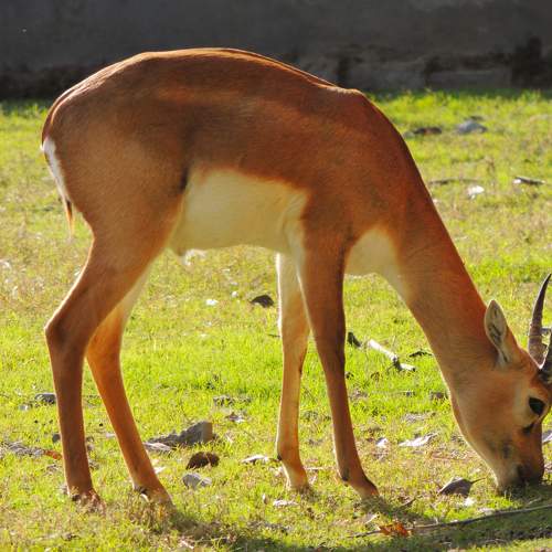 Deer on grass fields