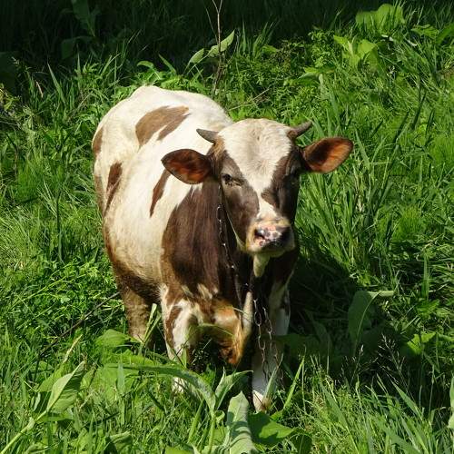 Photo #6250322