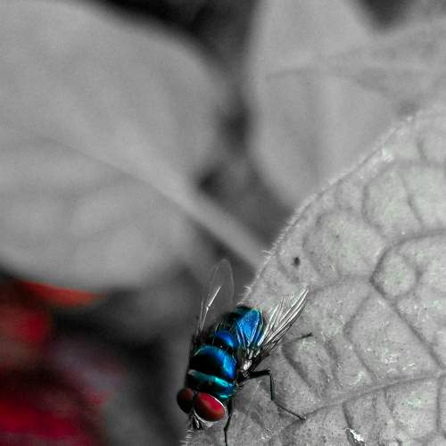 Resting Housefly