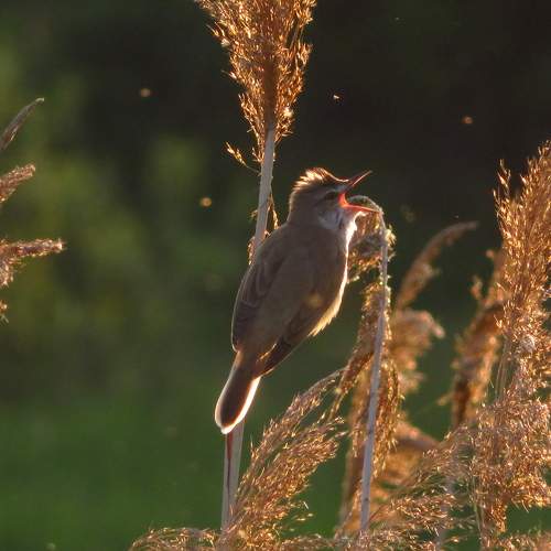 Photo #6251626