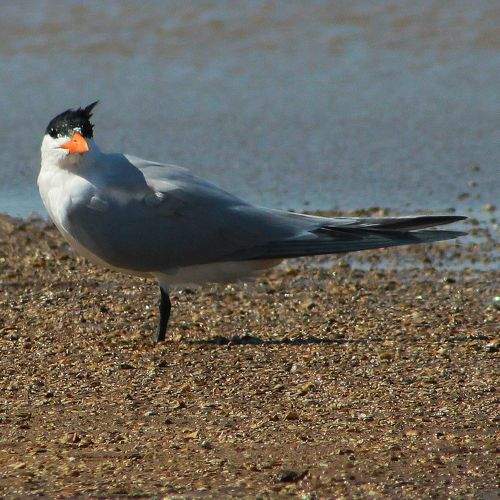 Photo #6255431