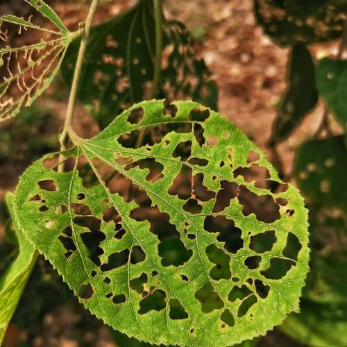 Natural Art