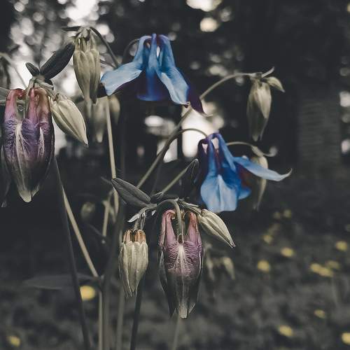 Dark aquilegia