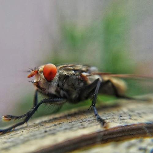 Photo #6259219