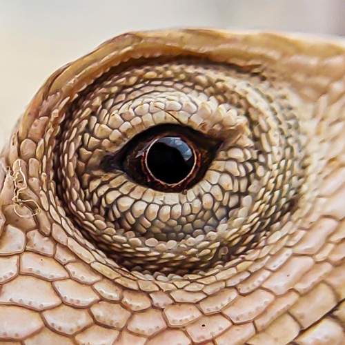 Eyes of chameleon