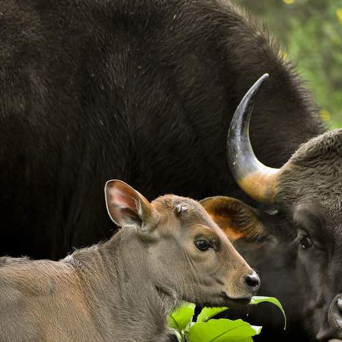 Protective Mother