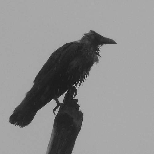 Rain wet crows 2