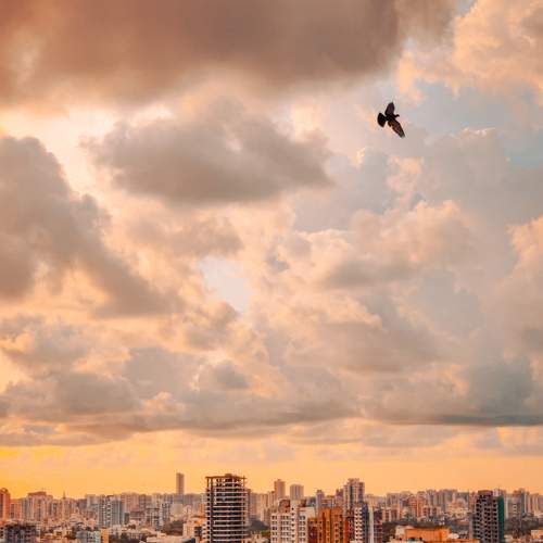 Photo #6264580