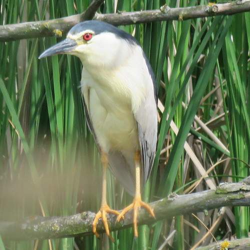 Wild heron