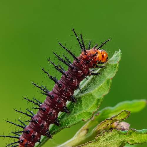 Mobile macro of Acraea Terpsicore (caterpillar)