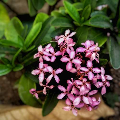 Pretty in Pink